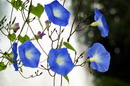 Morning Glory